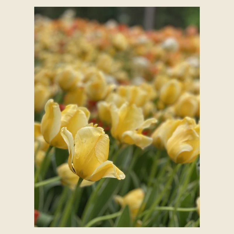 Tulpenmeer gelb