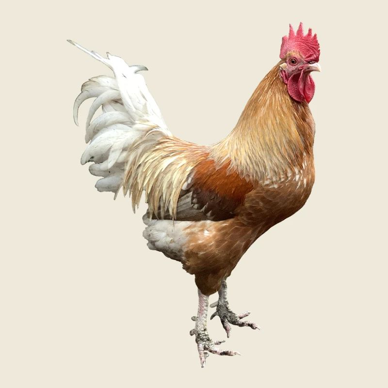Hahn