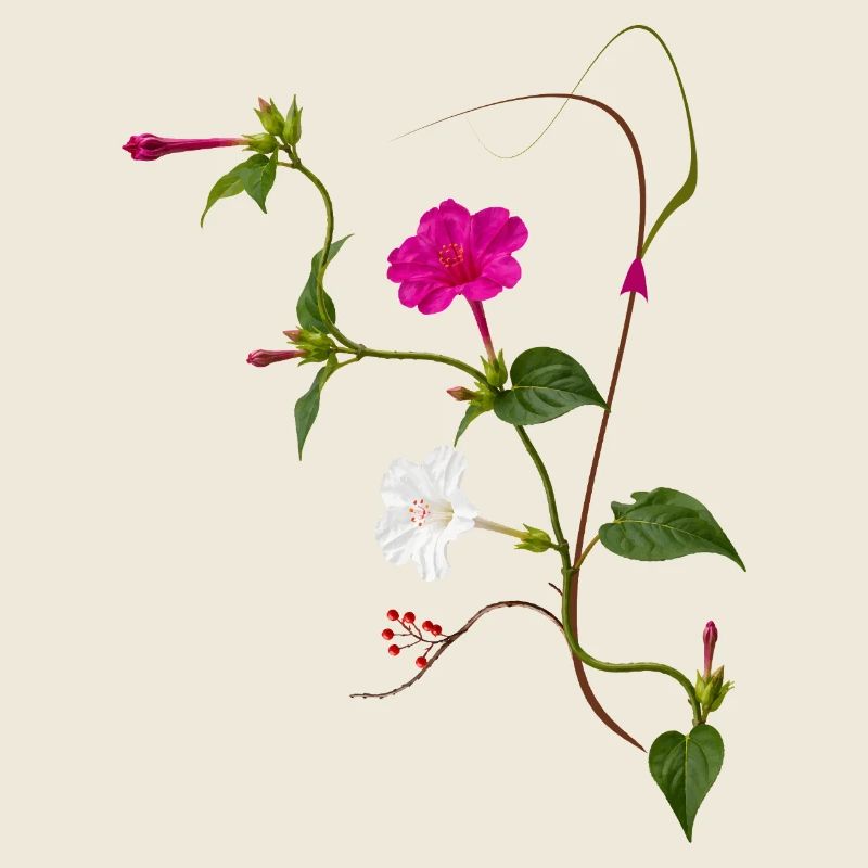 Fleur Miraculeuse Zen Blossoms Design