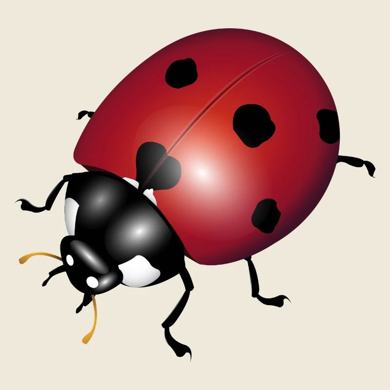 ladybugs
