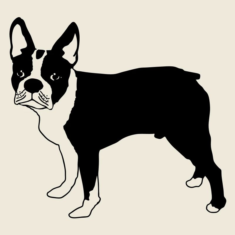 Boston terrier de