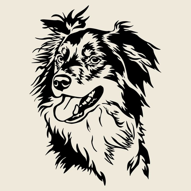 Border Collie Kopf