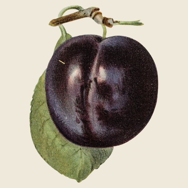 LA PRUNE 3