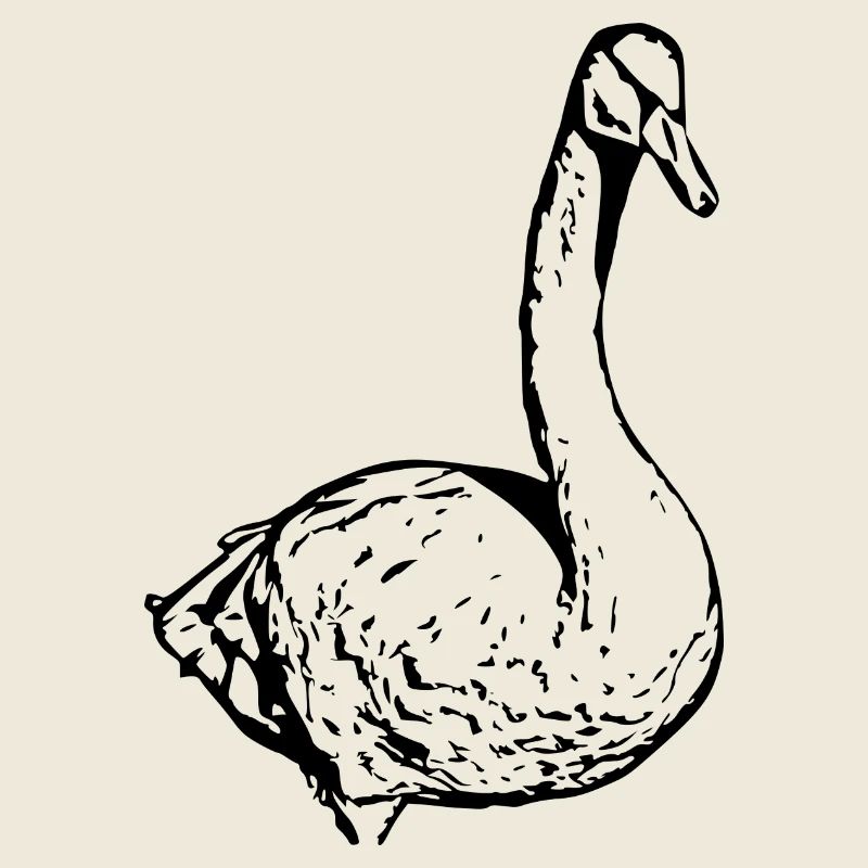 Swan Black Duck Bird Goose