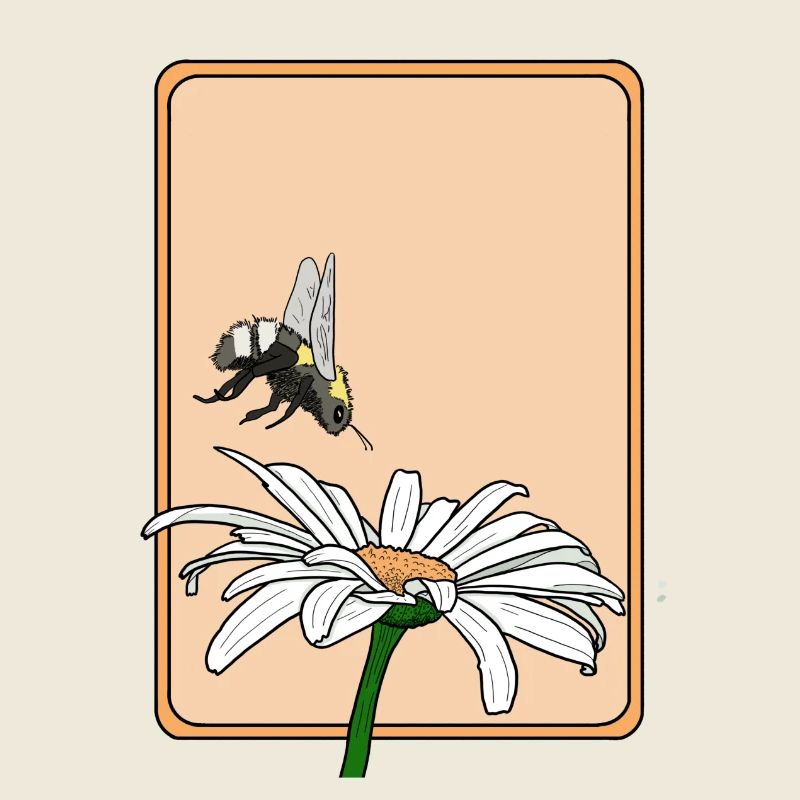 Gänseblümchen und Hummel