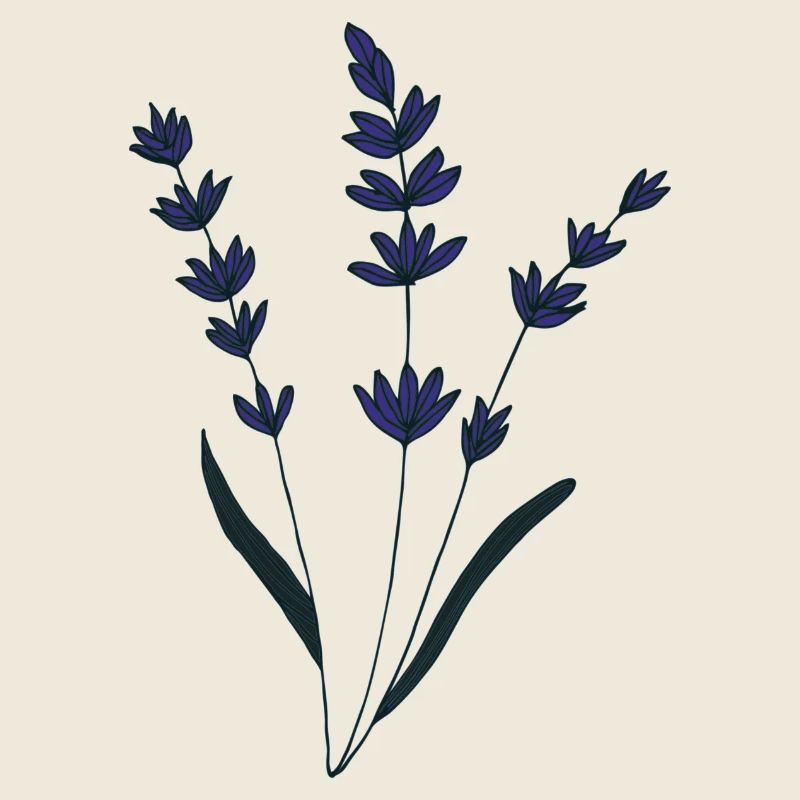 lavendel