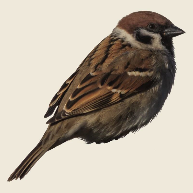 Spatz2