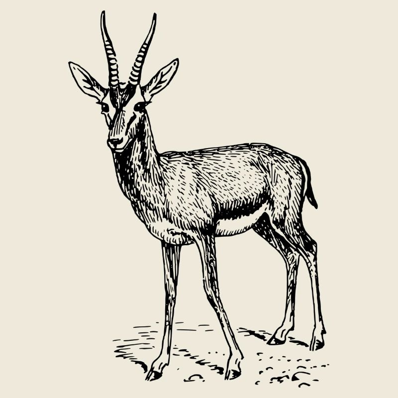antilope antelope impala hartebeest kudu oryx papa