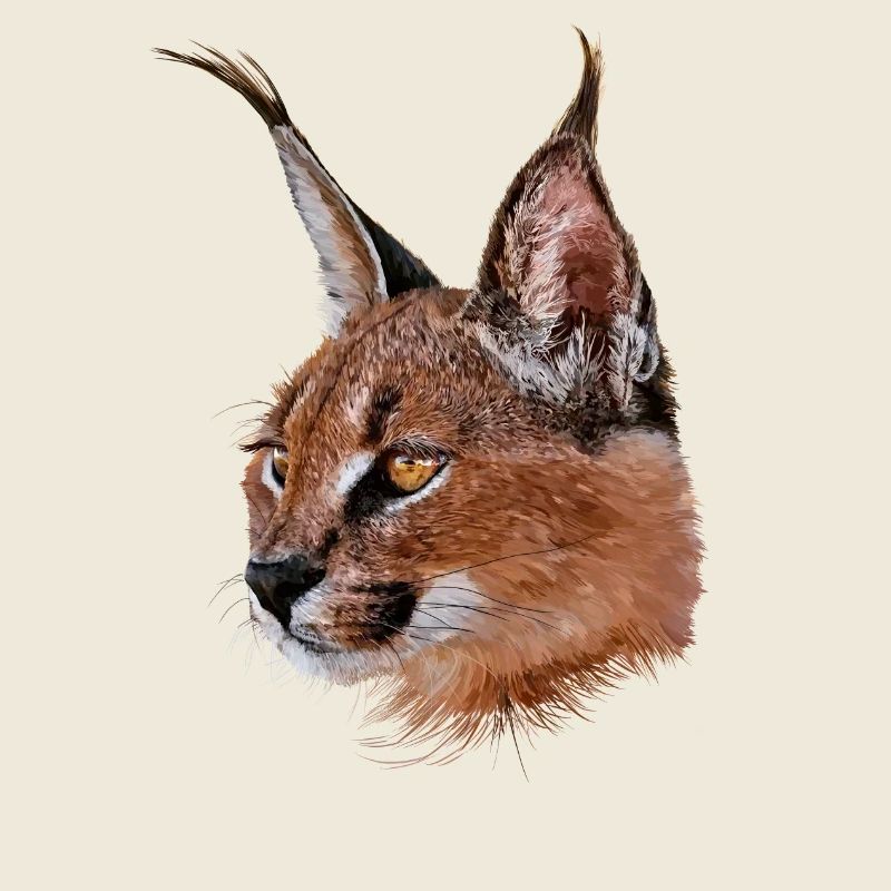 Caracal