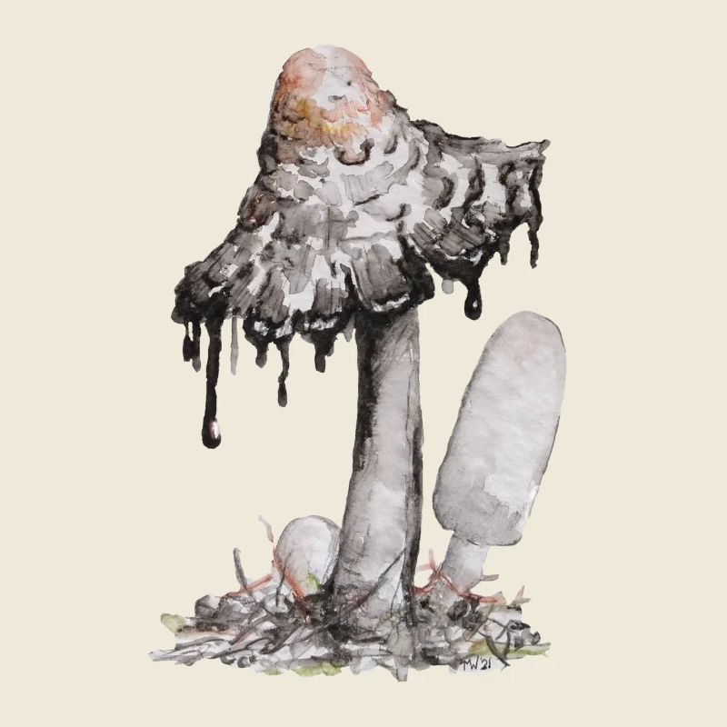 champignon de l’encre