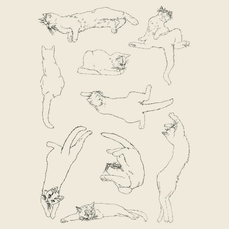 Anatomie du chat