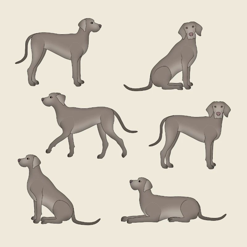 Weimaraner selection
