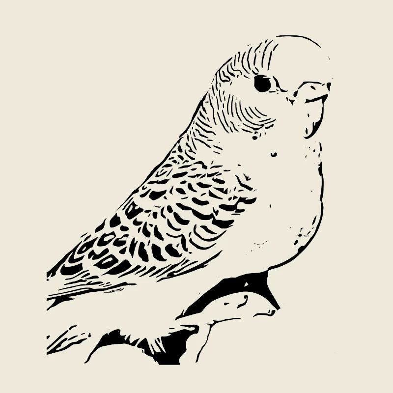 Perruche ondulée