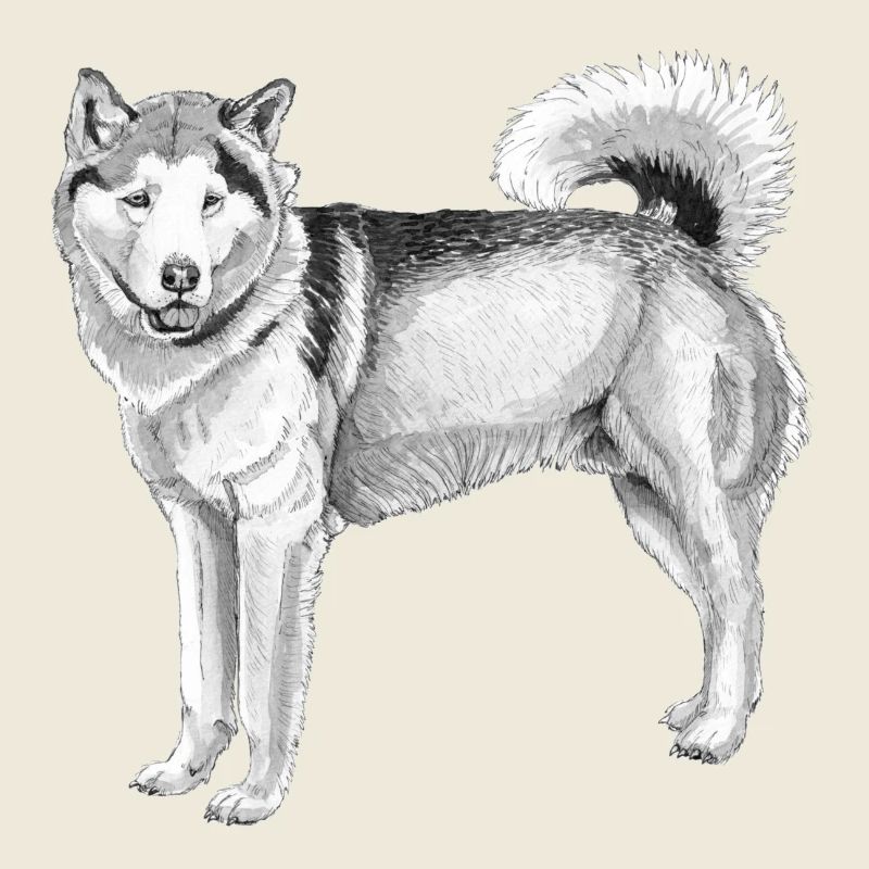 Malamute d’Alaska