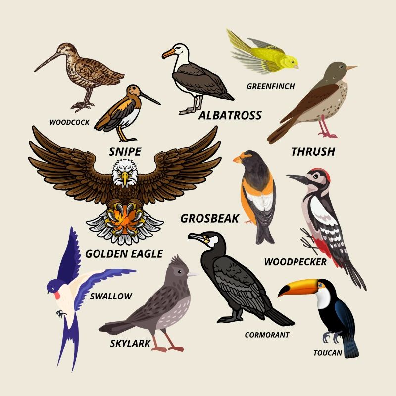 ensemble d’oiseaux