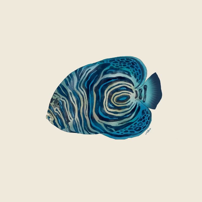 Juvenile Pomacanthus Imperator