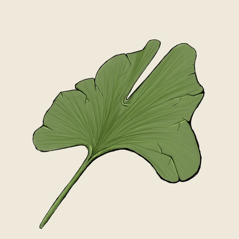 Ginko Biloba Blatt