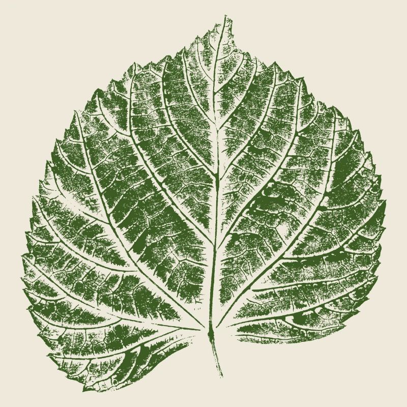 Linden leaf / lime leaf - NATURE & FOREST