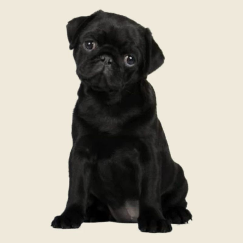 006 PS-WELPE-SCHWARZ-20