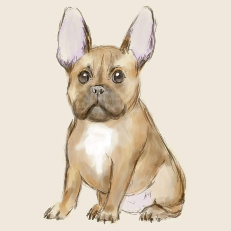 Adorable chiot bouledogue français