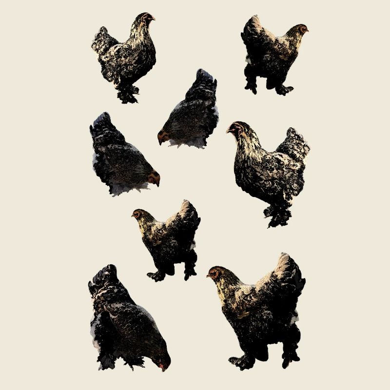 Poulets