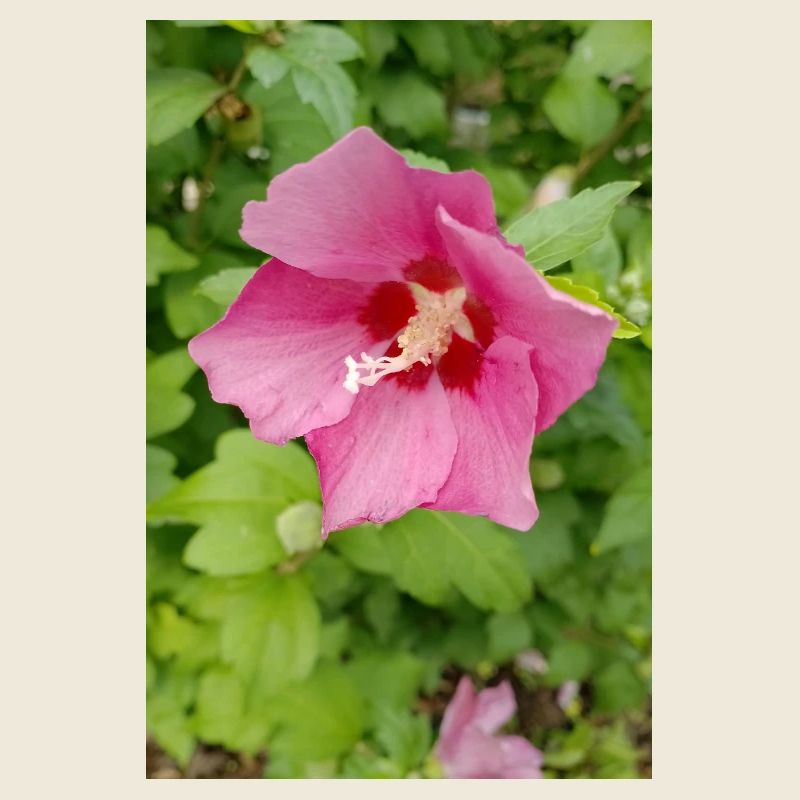 Rosa Hibiscus (Straucheibisch )