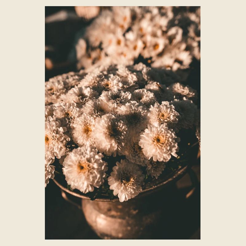 Fleurs de chrysanthème