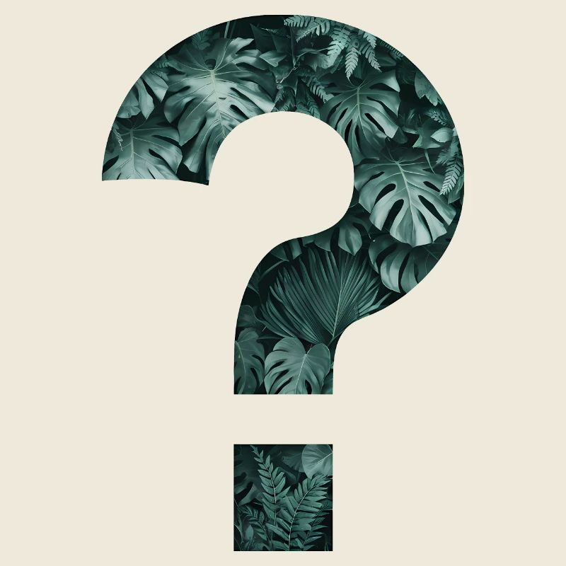 Tropics Plants Question Mark Jungle Monstera