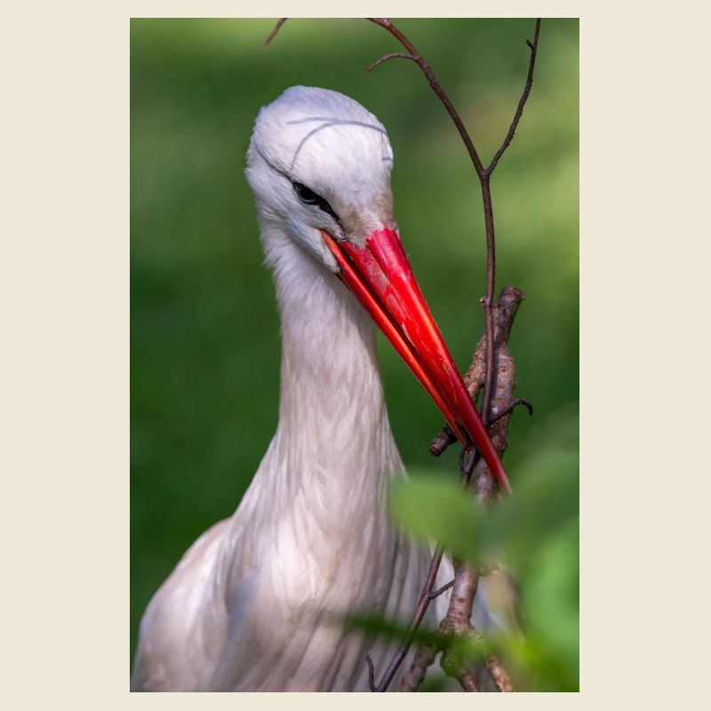 Weißstorch oder Klapperstorch