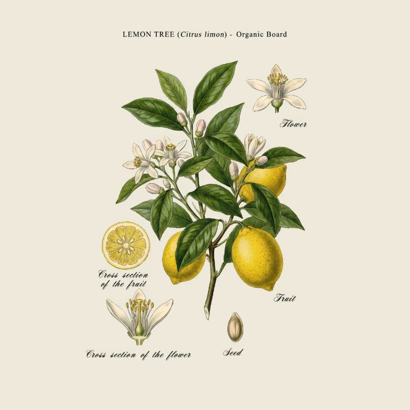Branche botanique vintage Lemon Tree