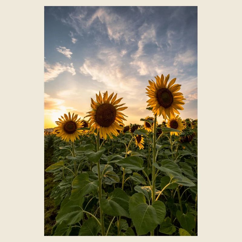 Sunflowers at sunset