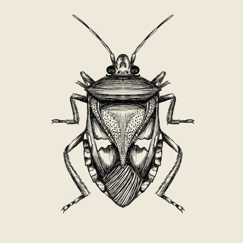 Bug