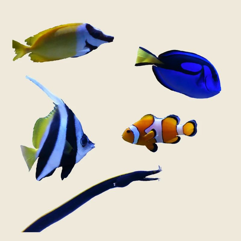 Marine fish