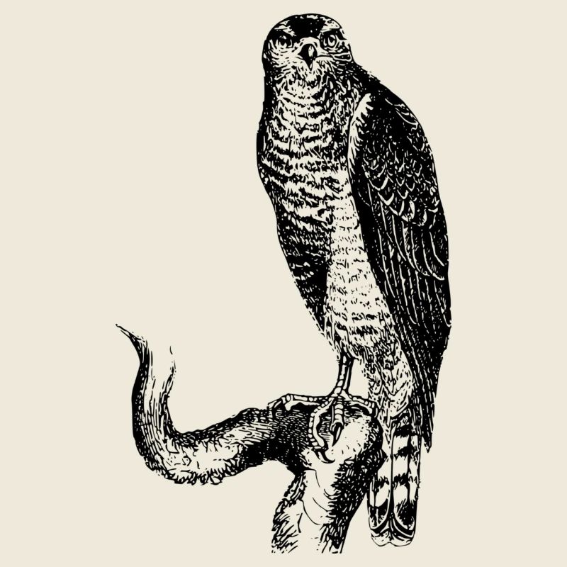 hawk