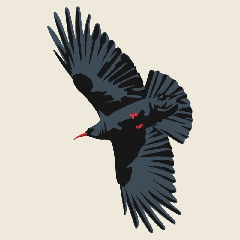 Red Billed Chough 1