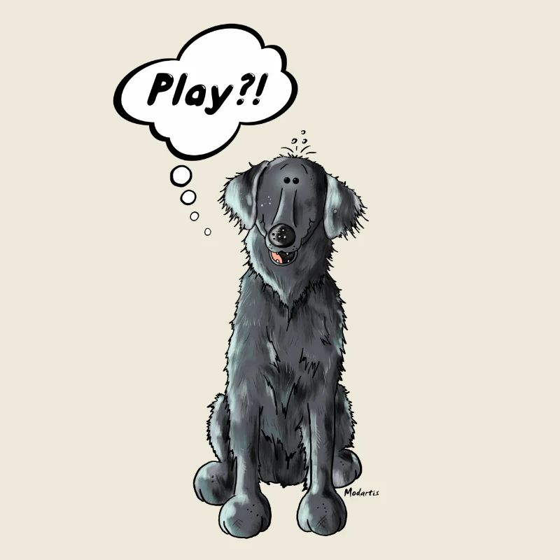 Flat Coated Retriever Play