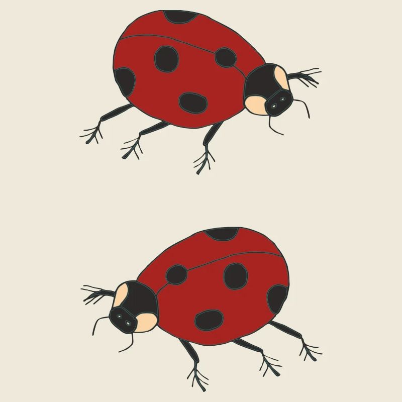 duo de coccinelles
