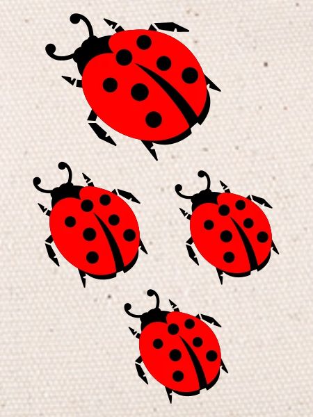 ladybug marienkaefer