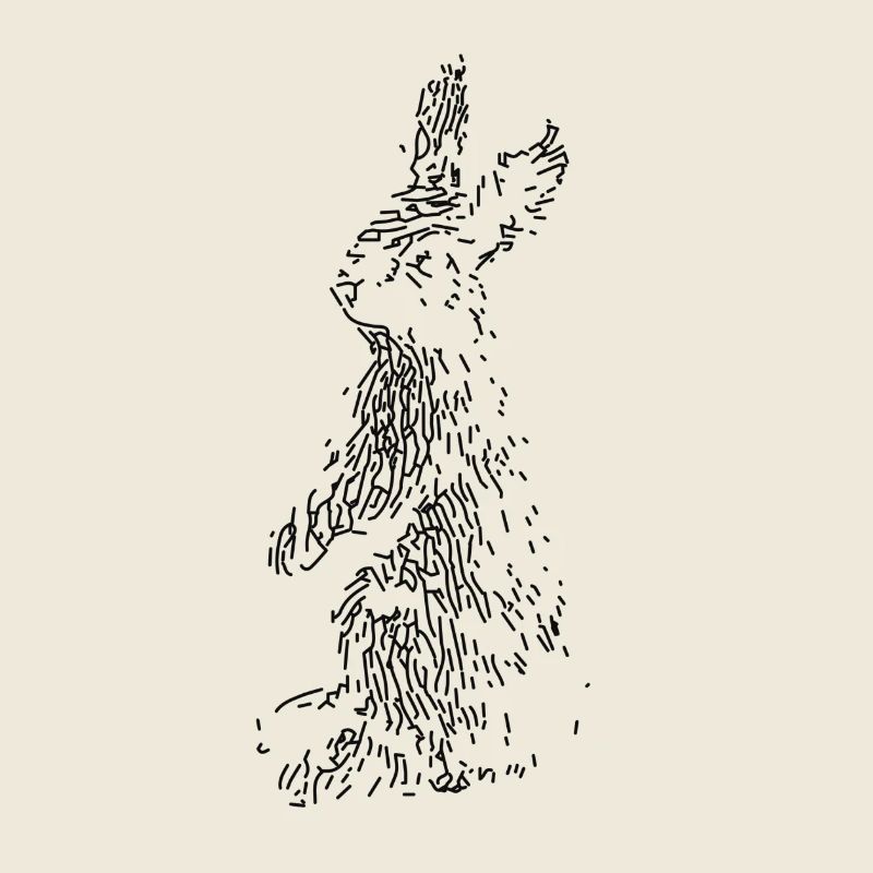 Hase