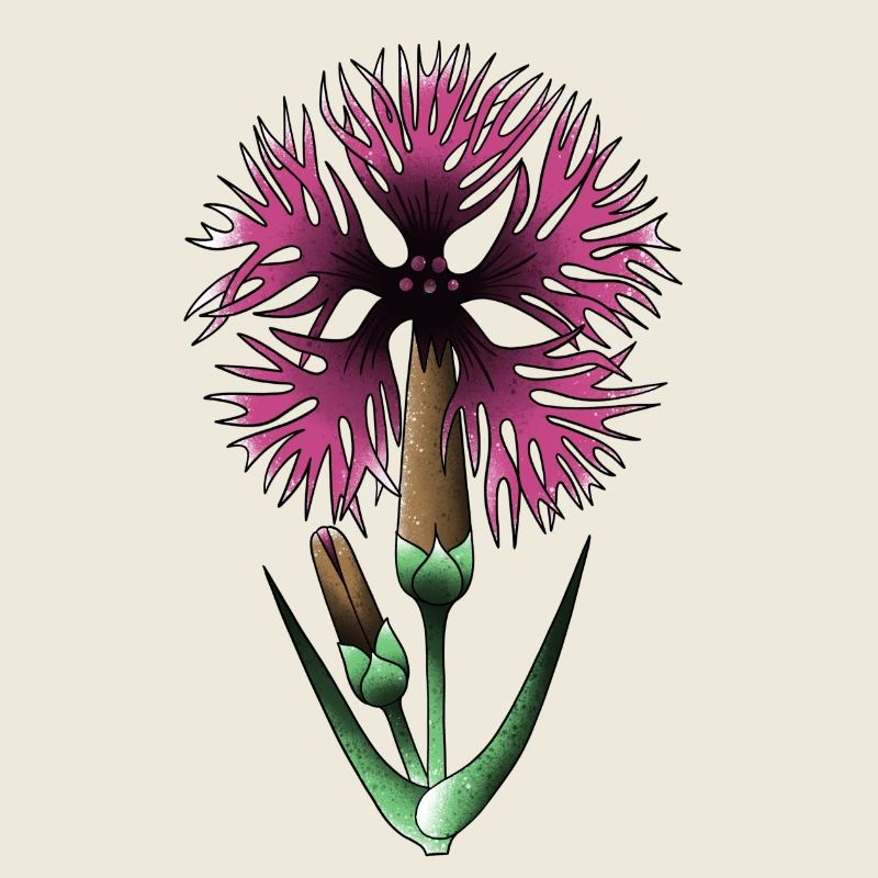 Carnation