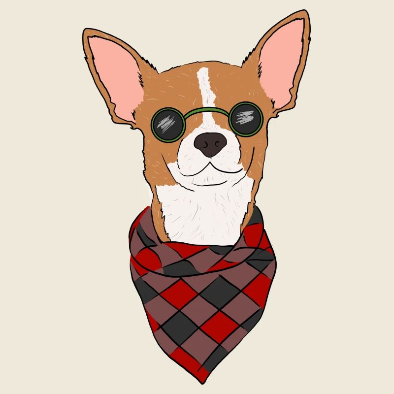 Chihuahua avec lunettes de soleil et écharpe