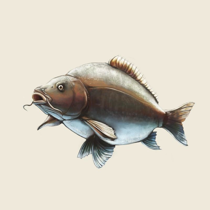 Conception de la pêche à la carpe miroir Carpe réaliste