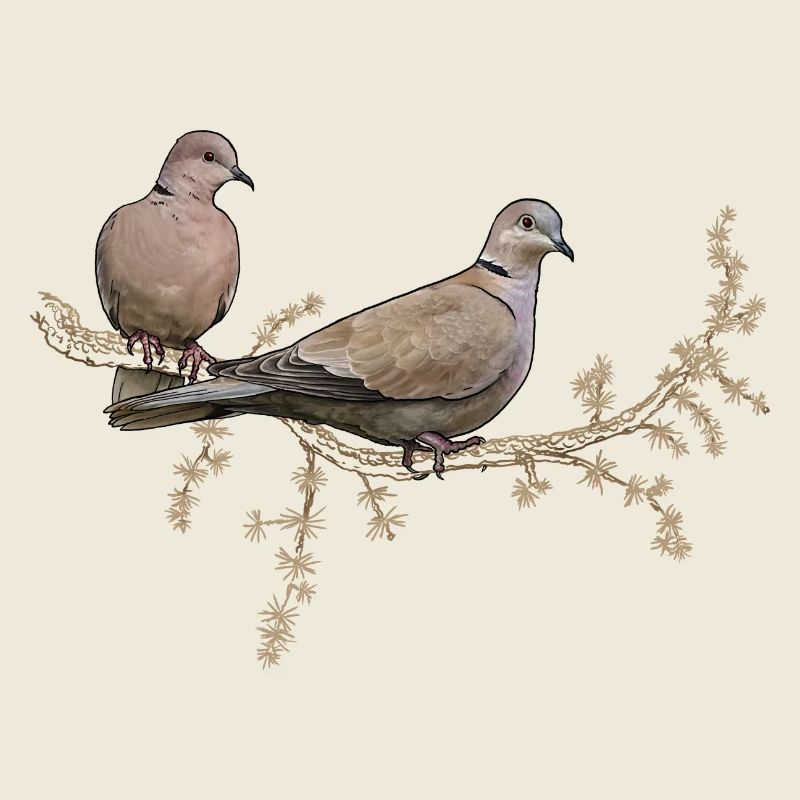 Two pigeons