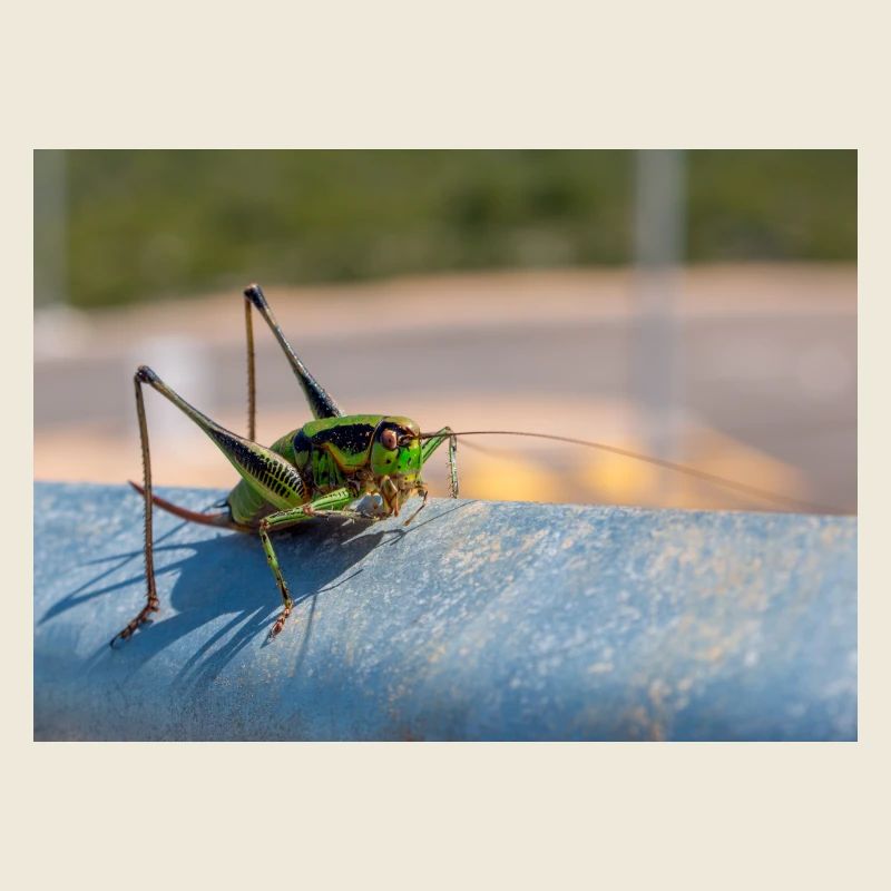 Eupholidoptera Eupholidoptera chabrieri
