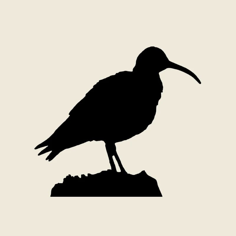 Brachvogel