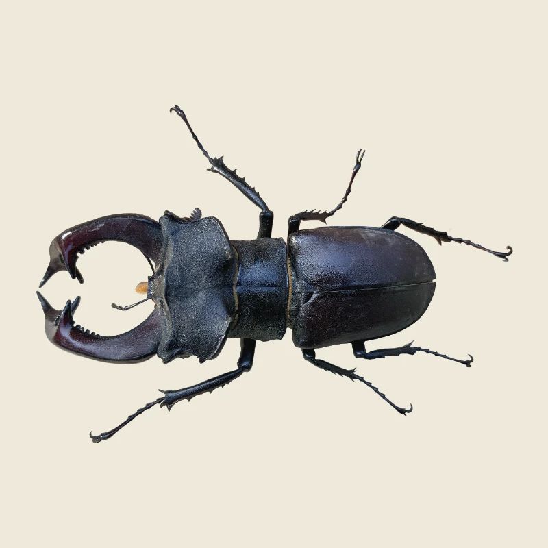 Hirschkäfer 
