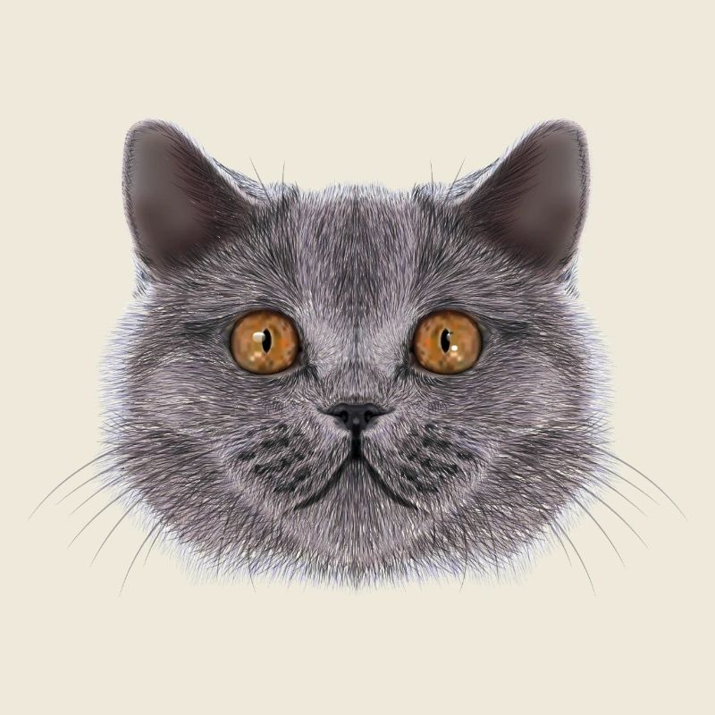 Britisch-Kurzhaar-Katze 