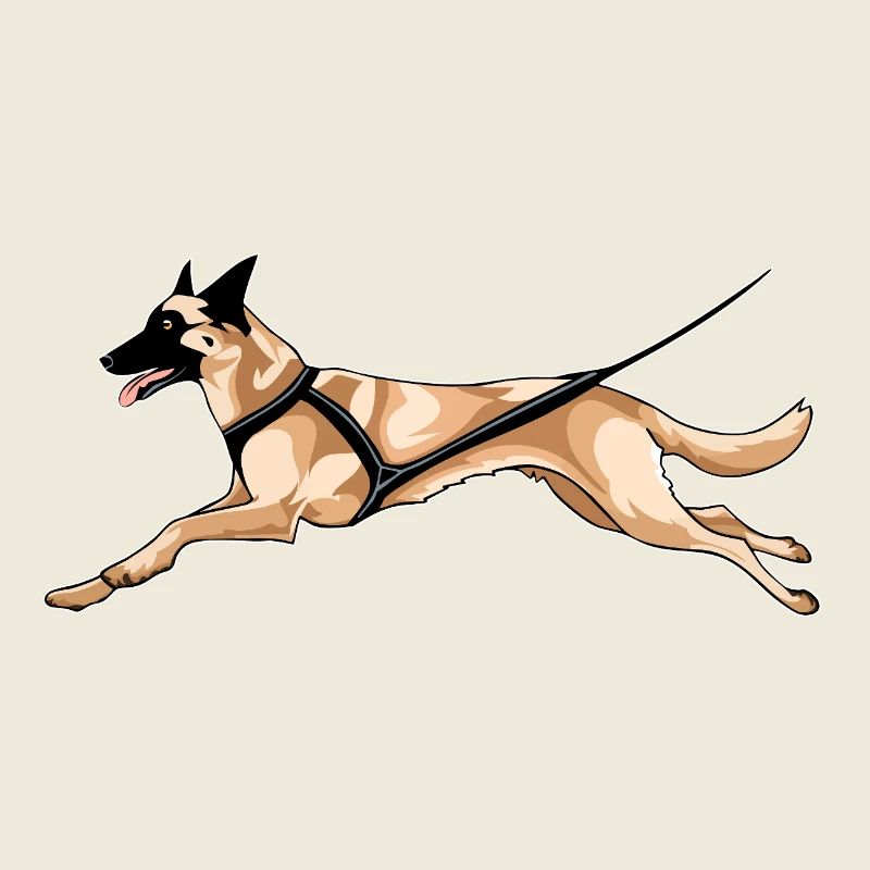 Malinois Canicross