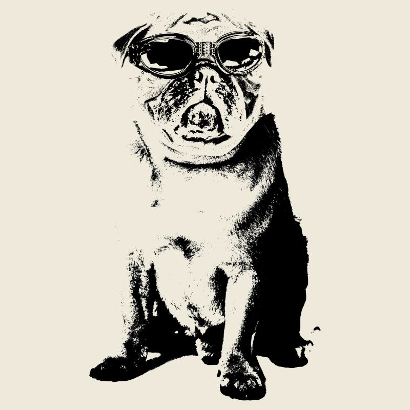 Mops mit Sonnenbrille