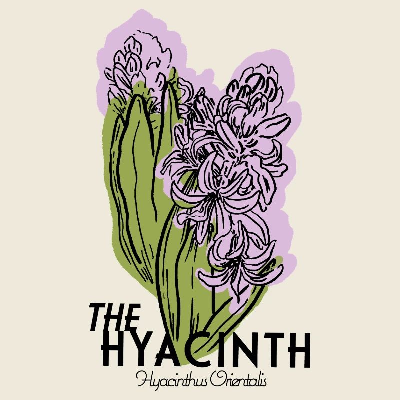 DER HYACINTH